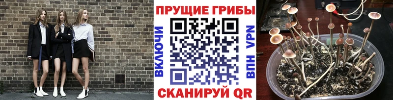 Галлюциногенные грибы Psilocybine cubensis  мега зеркало  Пустошка  цена  